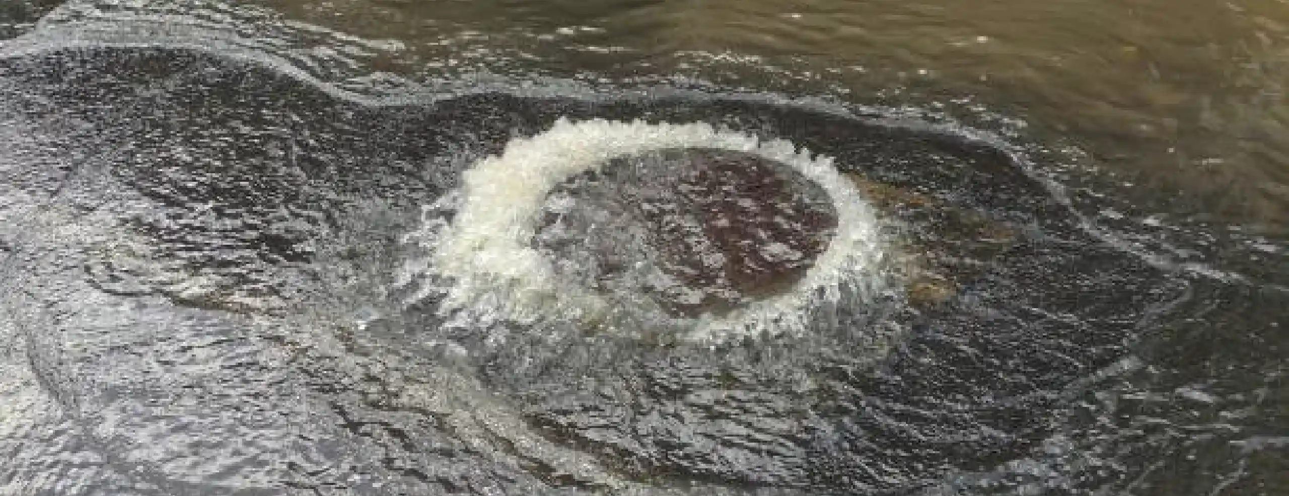 Discovery & Consultation